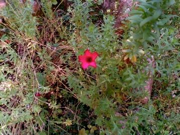 il fiore di Lucy 2